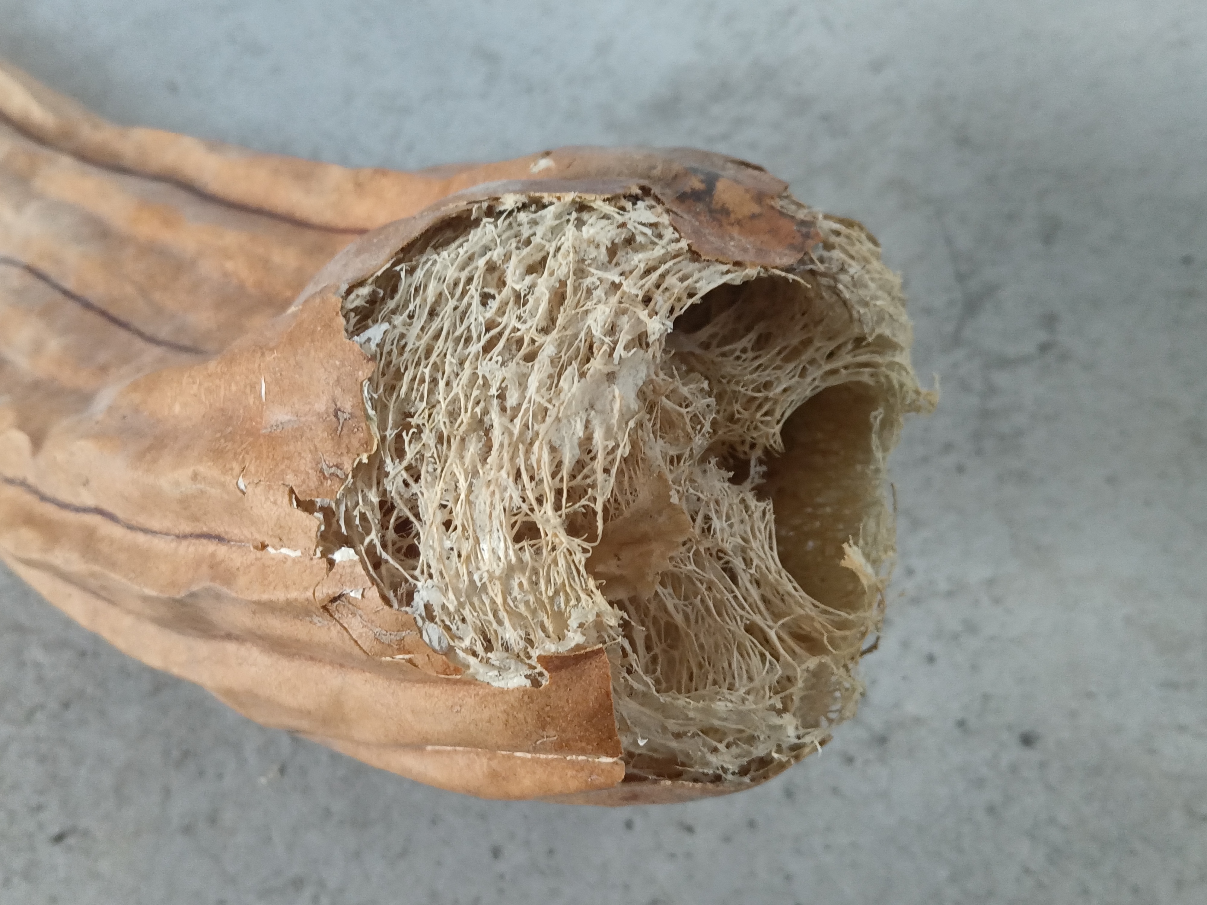 Natural loofah fibers used as a kitchen scrubber